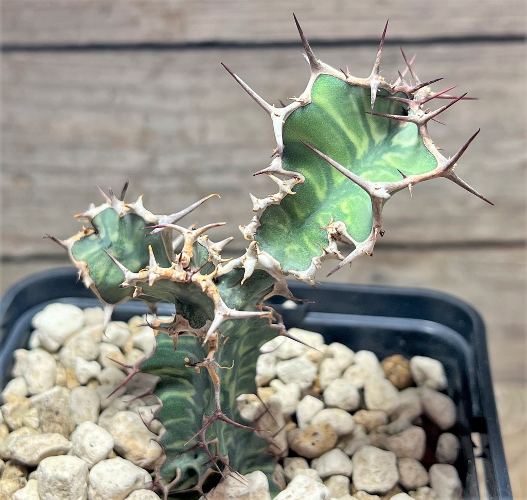 SHPR25071 Euphorbia grandialata - Image 3