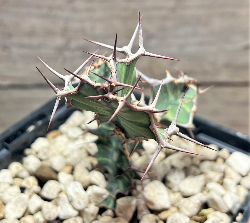 SHPR25071 Euphorbia grandialata - Image 4