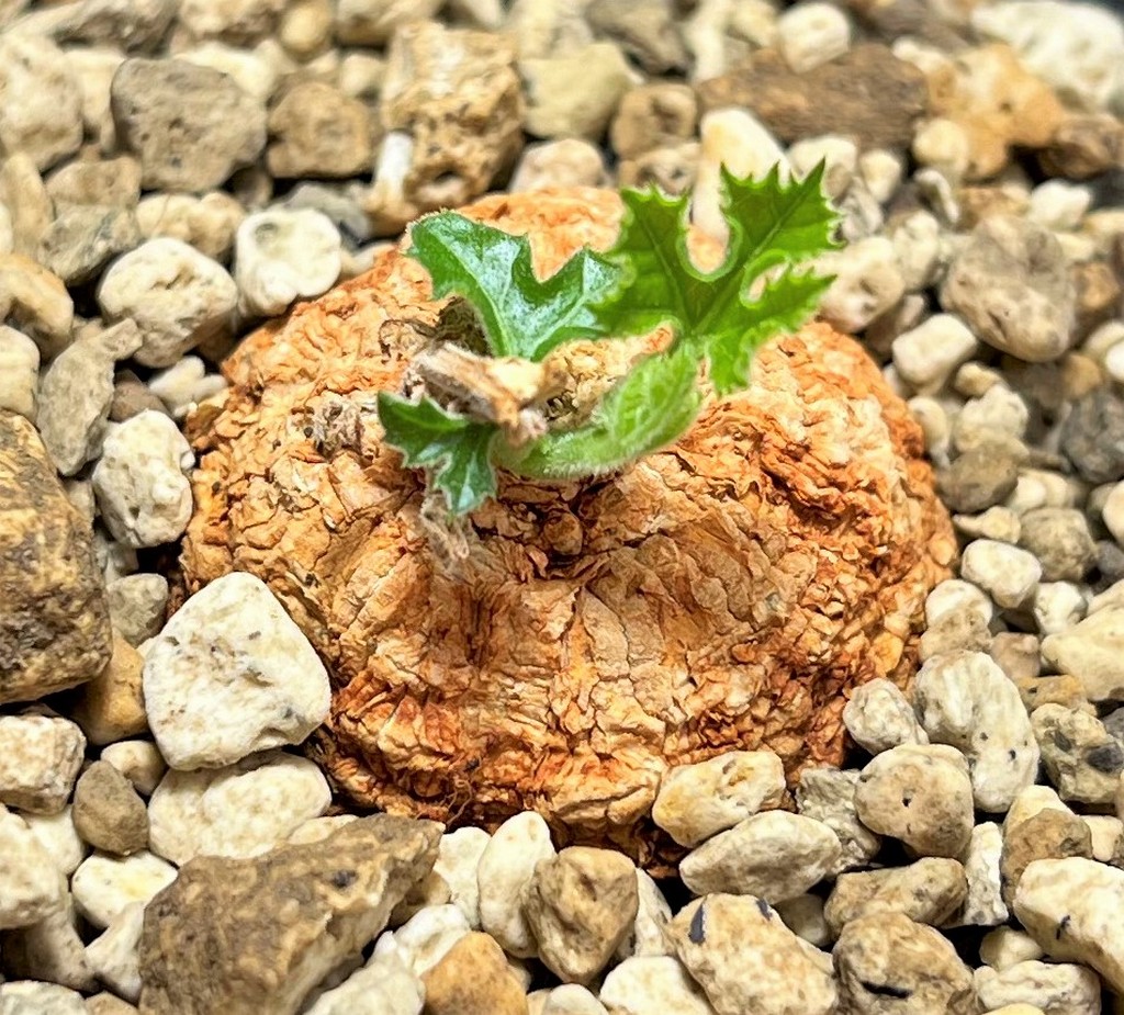 SHPR25072 Coccinia mildbraedii - Image 2