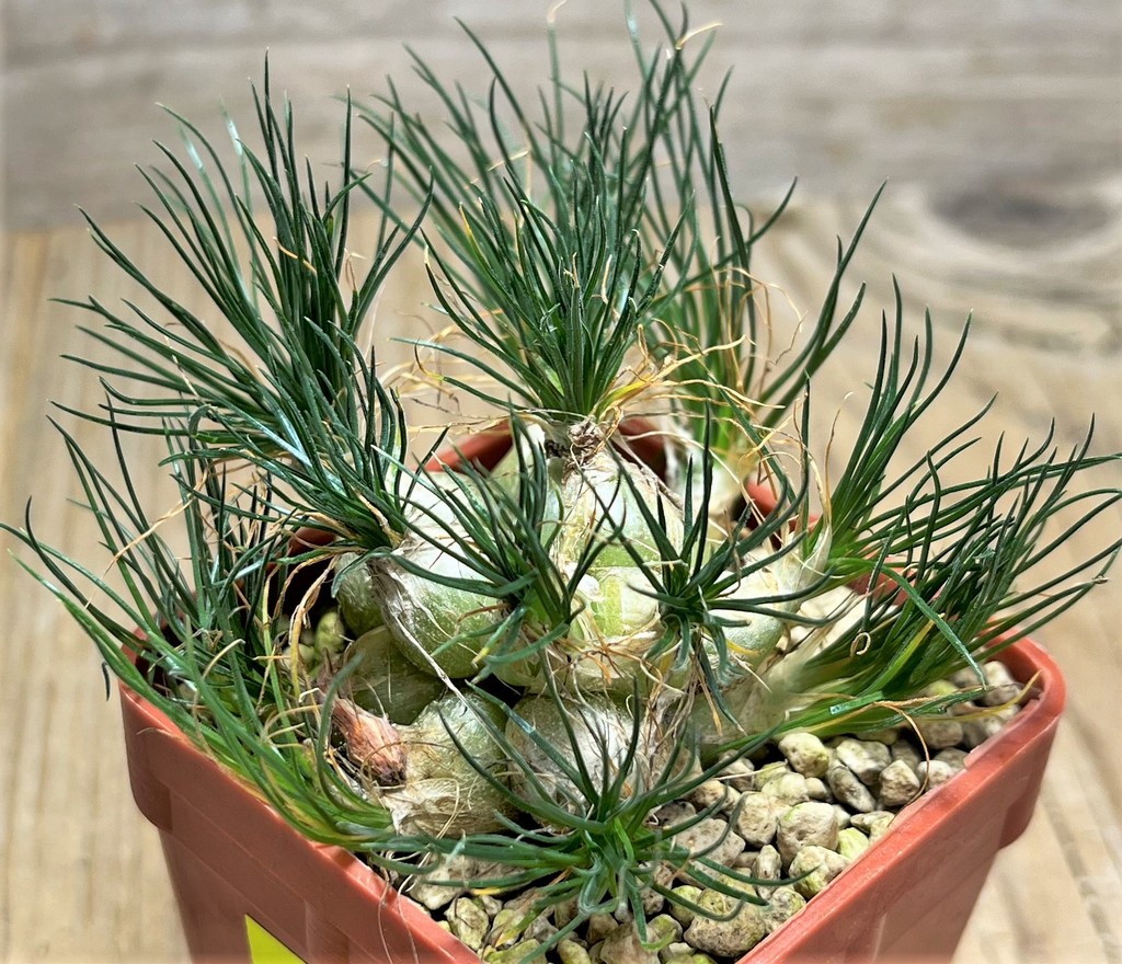 SHPR25073 Ornithogalum sardienii mini form - immagine 2