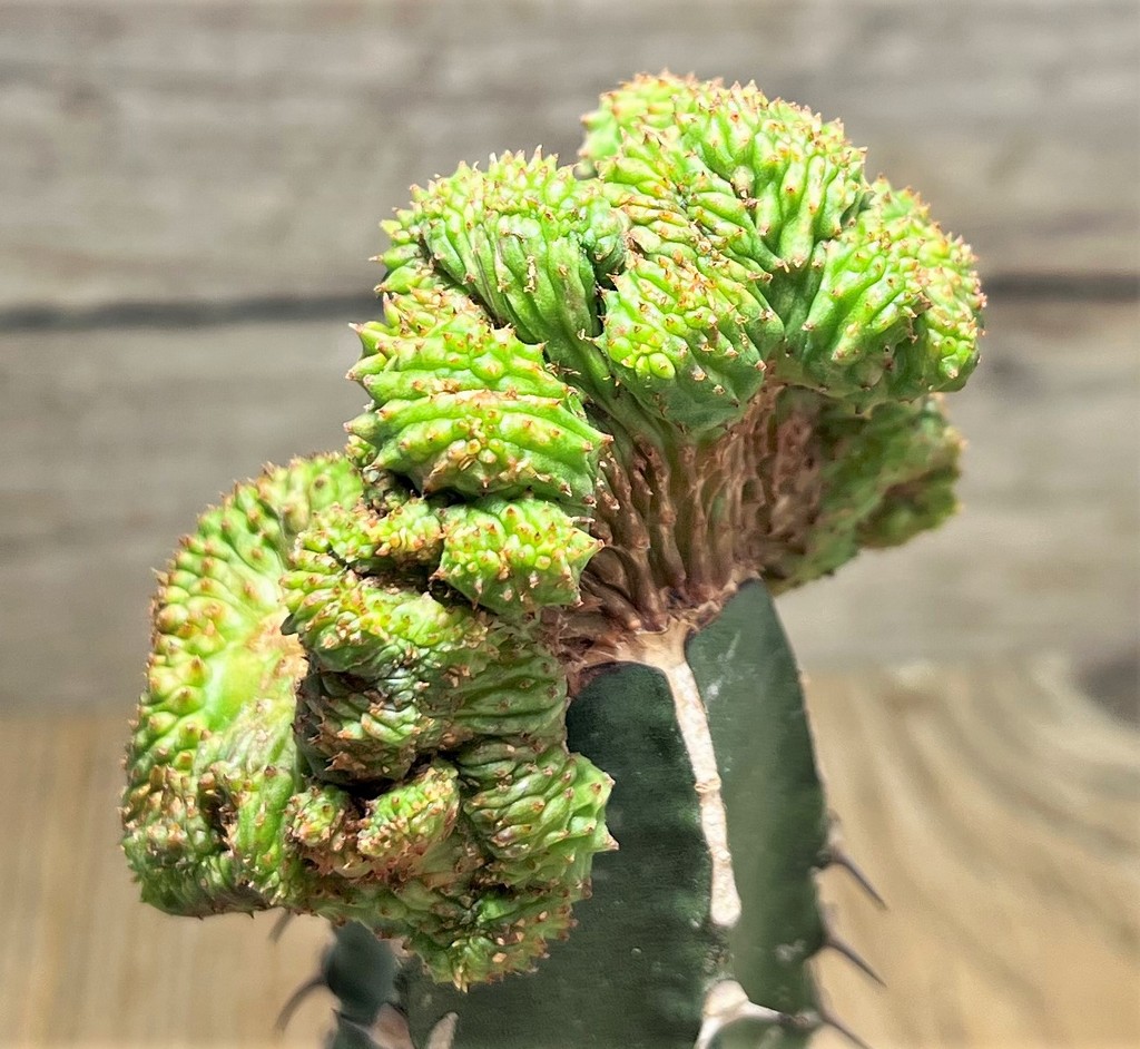 SHPR25077 Euphorbia pseudoglobosa f. cristata, grafted - Imagen 3