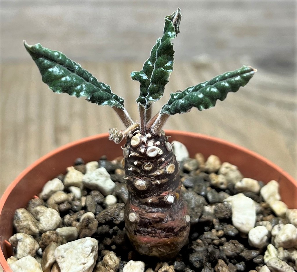 SHPR25079 Dorstenia crispa, reddish stem - Imagen 2