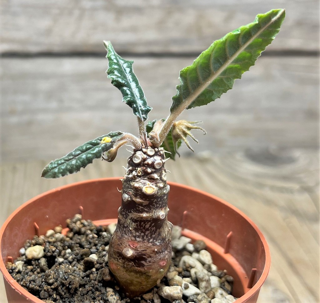 SHPR25080 Dorstenia crispa, reddish stem - Зображення 2