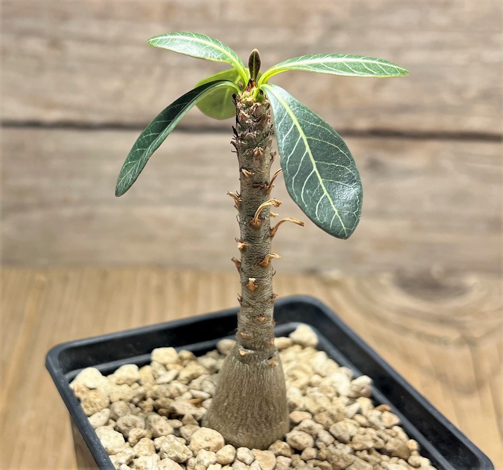 SHPR25081 Adenium socotranum - Зображення 2