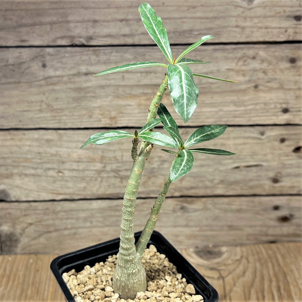 SHPR25082 Adenium somalense v. nova – Bild 2
