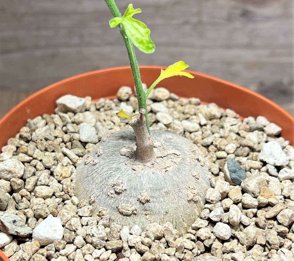 SHPR25085 Kedrostis punctata - Image 2