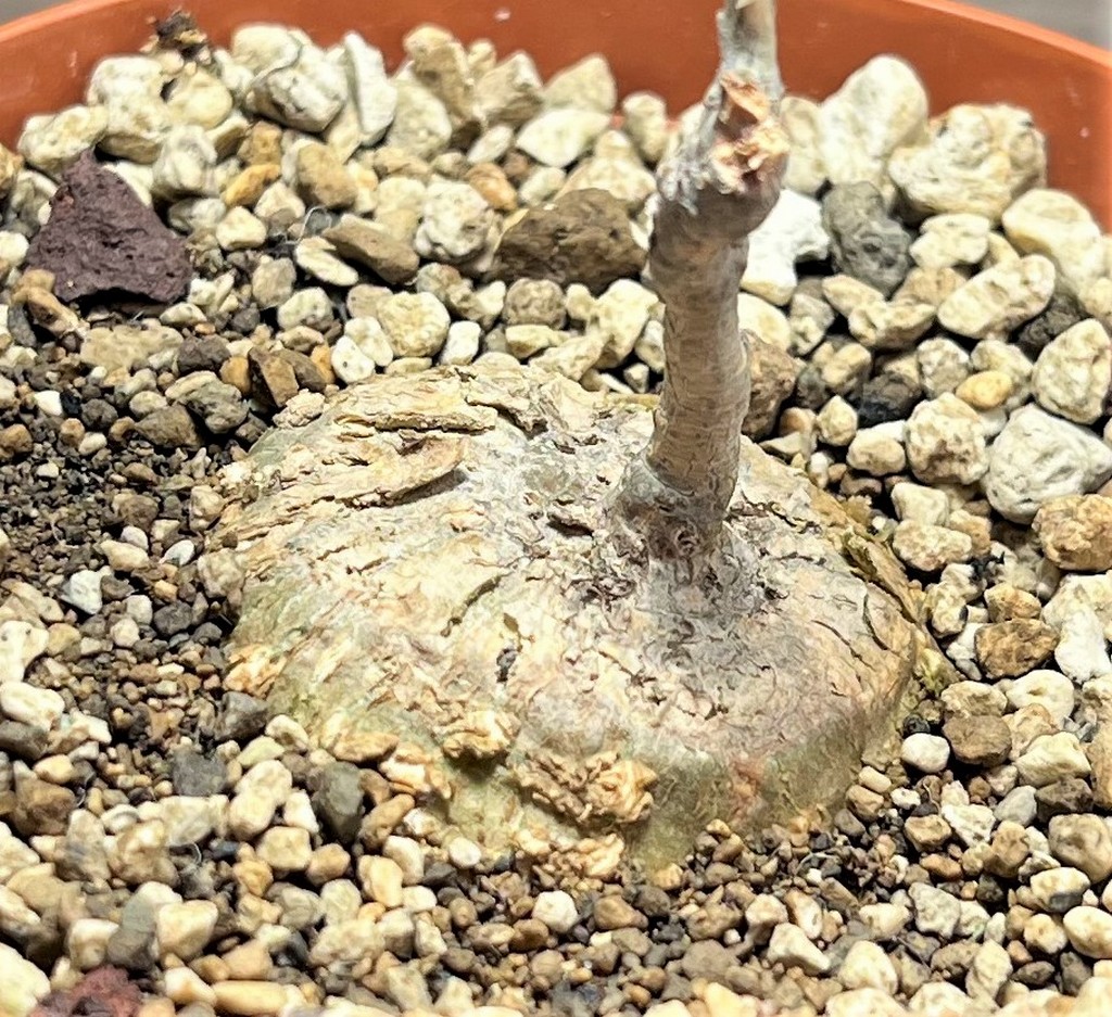 SHPR25086 Kedrostis punctata - 画像 (2)