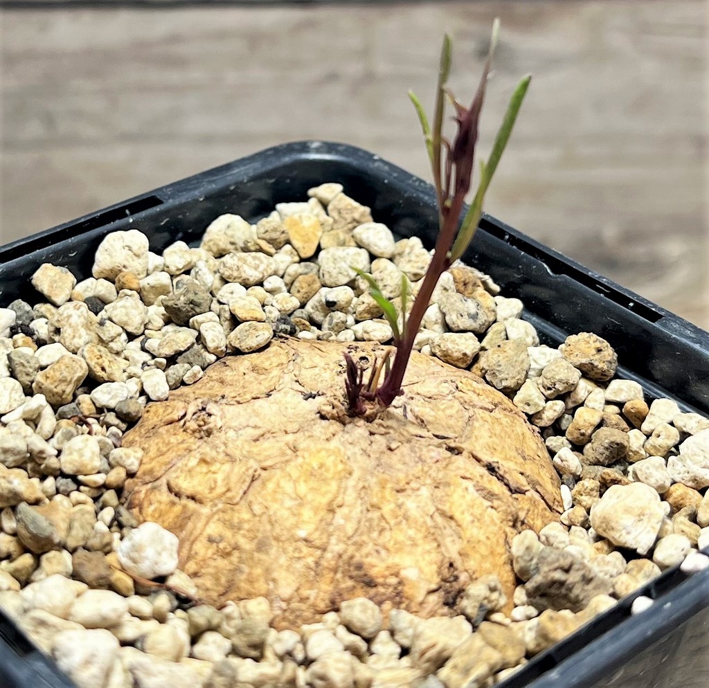 SHPR25087 Ipomoea sp. ES 22869 pink flower - Obrázek 2