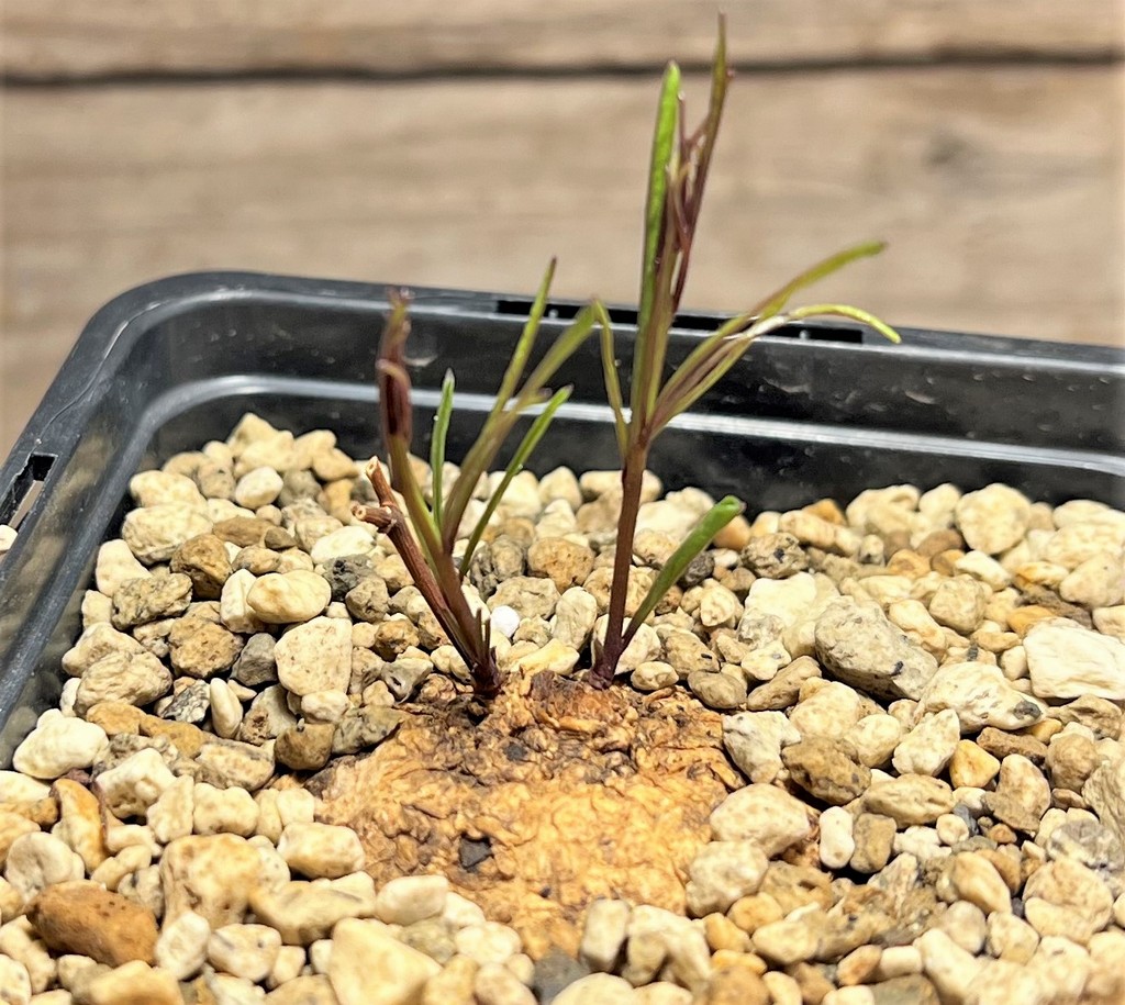 SHPR25088 Ipomoea sp. ES 22869 pink flower - Obrázek 2