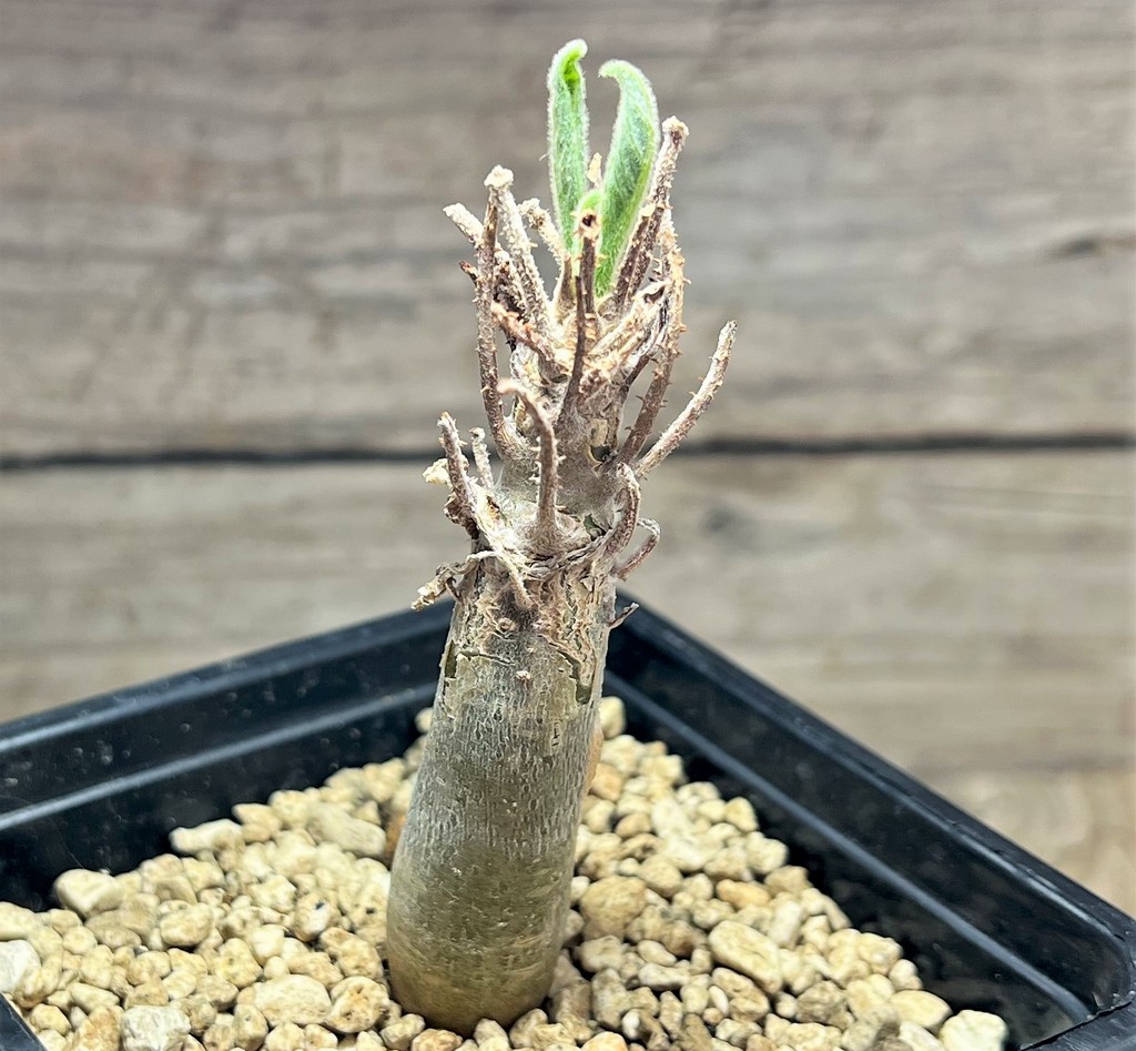 SHPR25089 Sesamothamnus busseanus - Obrázek 2