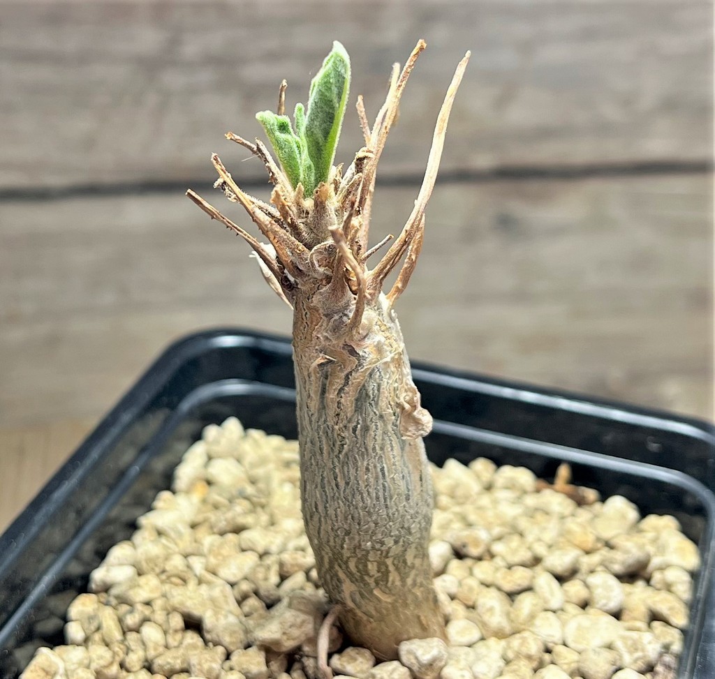 SHPR25090 Sesamothamnus busseanus - Obrázek 2