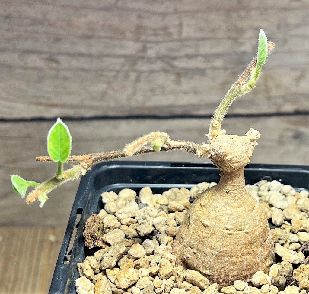 SHPR25091 Argyreia collinsiae (Convolvulaceae) - Imagen 2