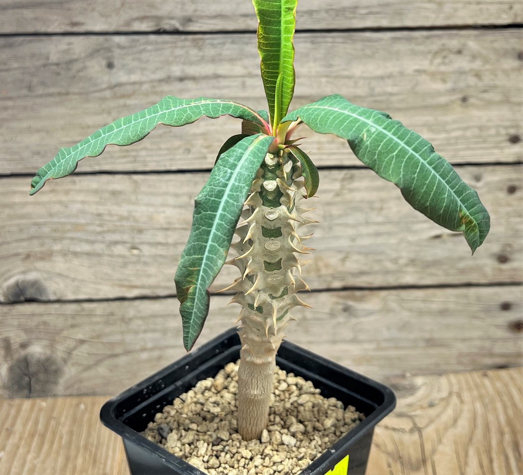 SHPR25093 Euphorbia paulianii syn. perrieri v. elongata - Image 2