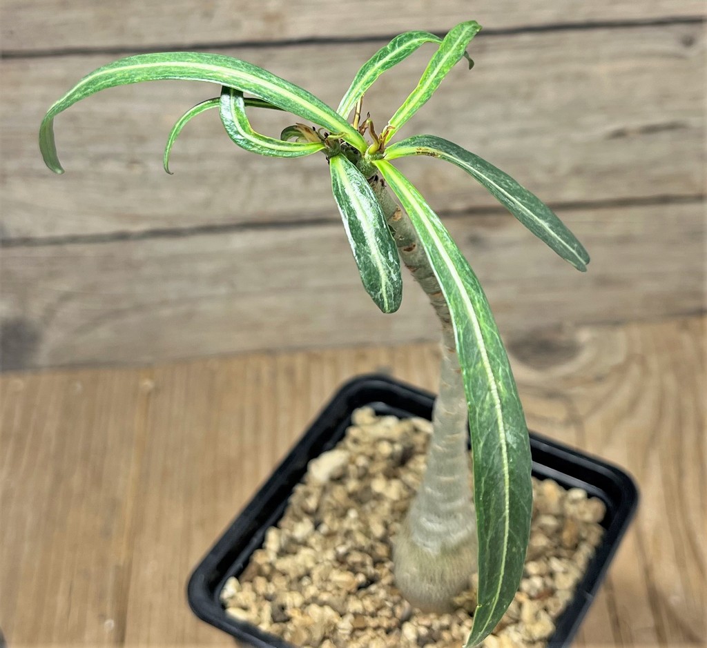 SHPR25096 Adenium somalense v. nova - immagine 2