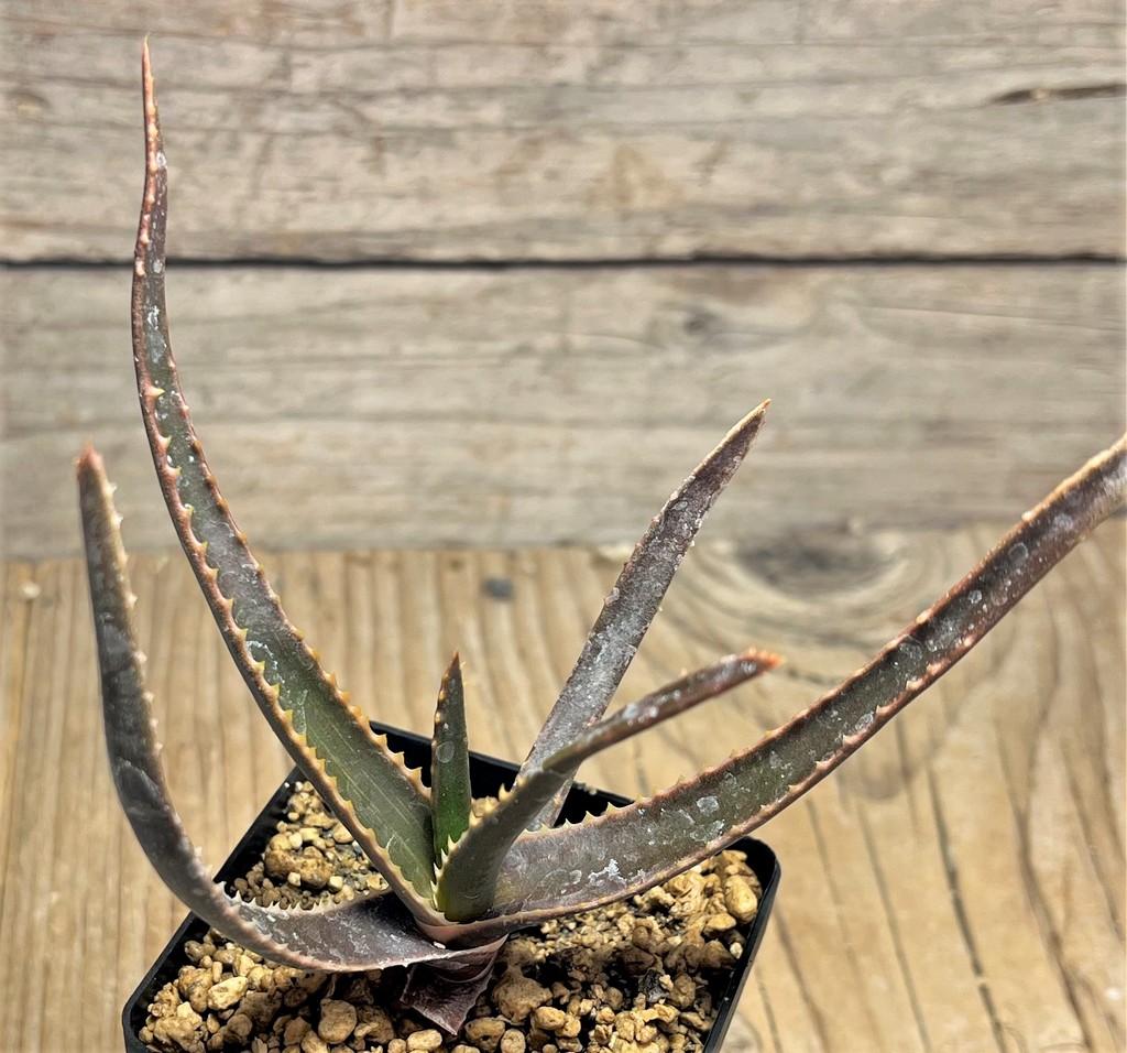 SHPR25098 Aloe schomeri - immagine 2