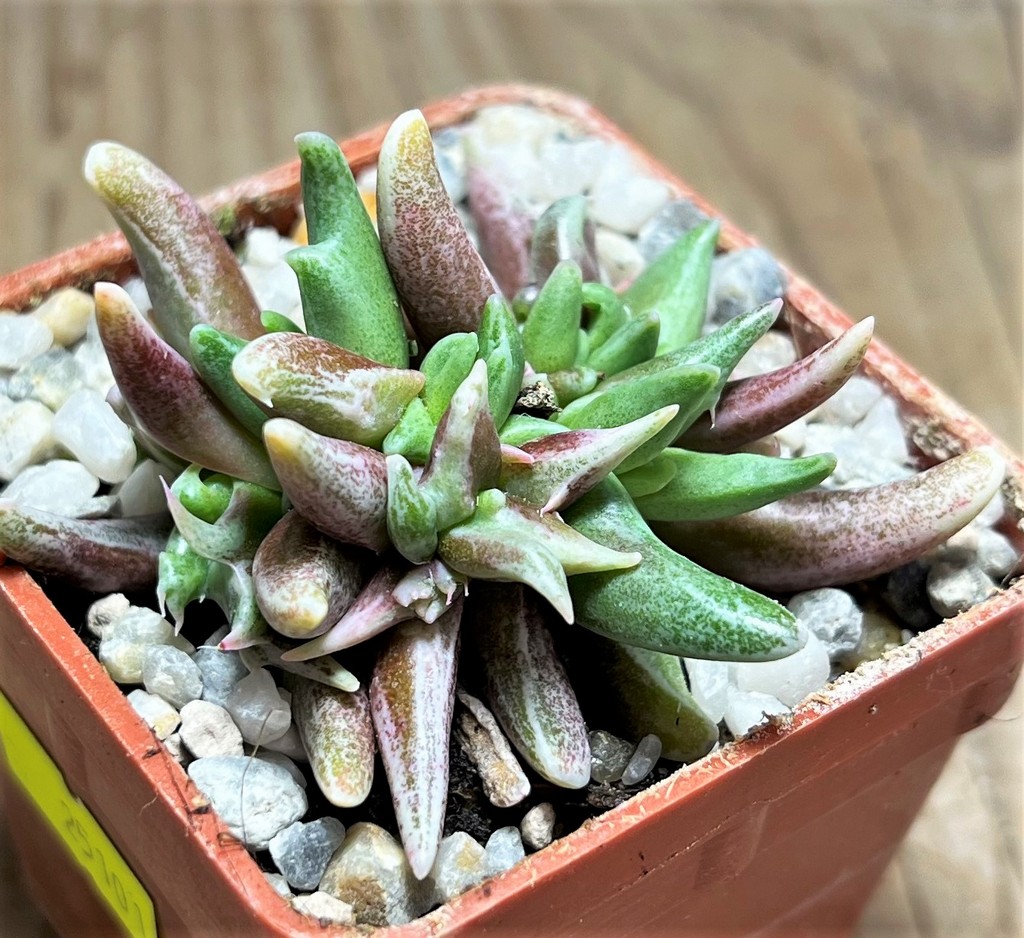 SHPR25101 Faucaria sp. - immagine 2