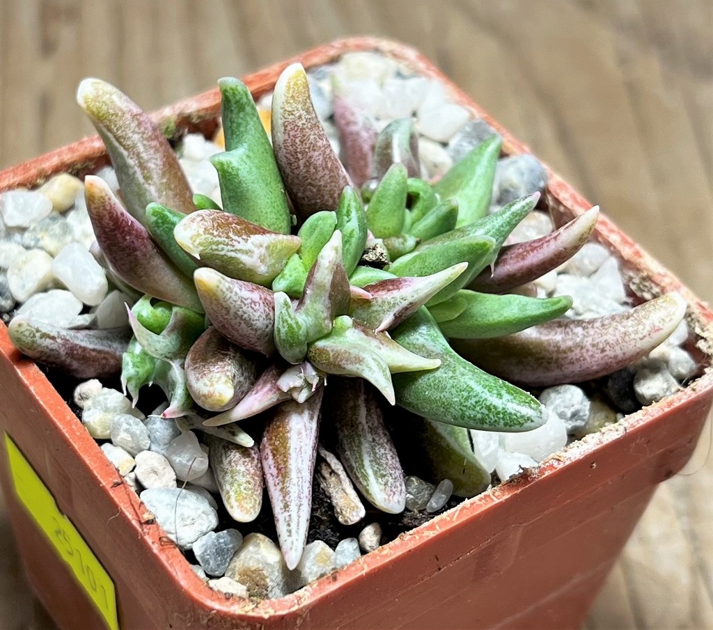 SHPR25101 Faucaria sp.