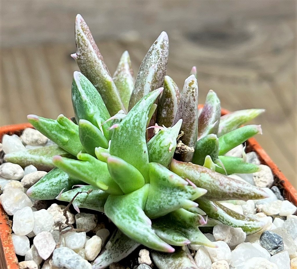 SHPR25102 Faucaria sp. - Image 2