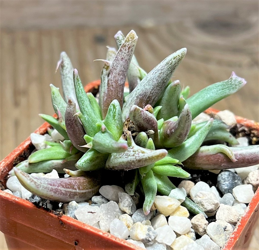 SHPR25103 Faucaria sp. - 画像 (2)