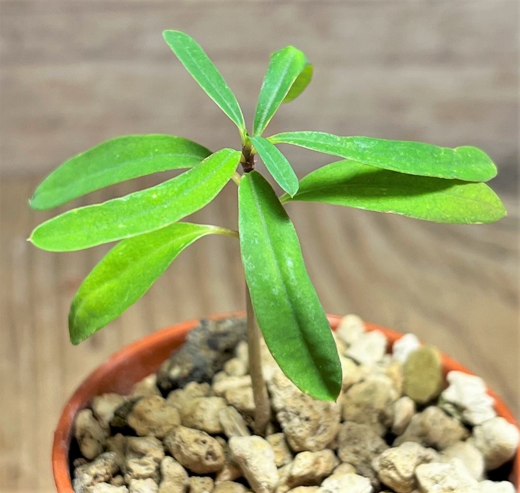 SHPR25104 Euphorbia hedyotoides