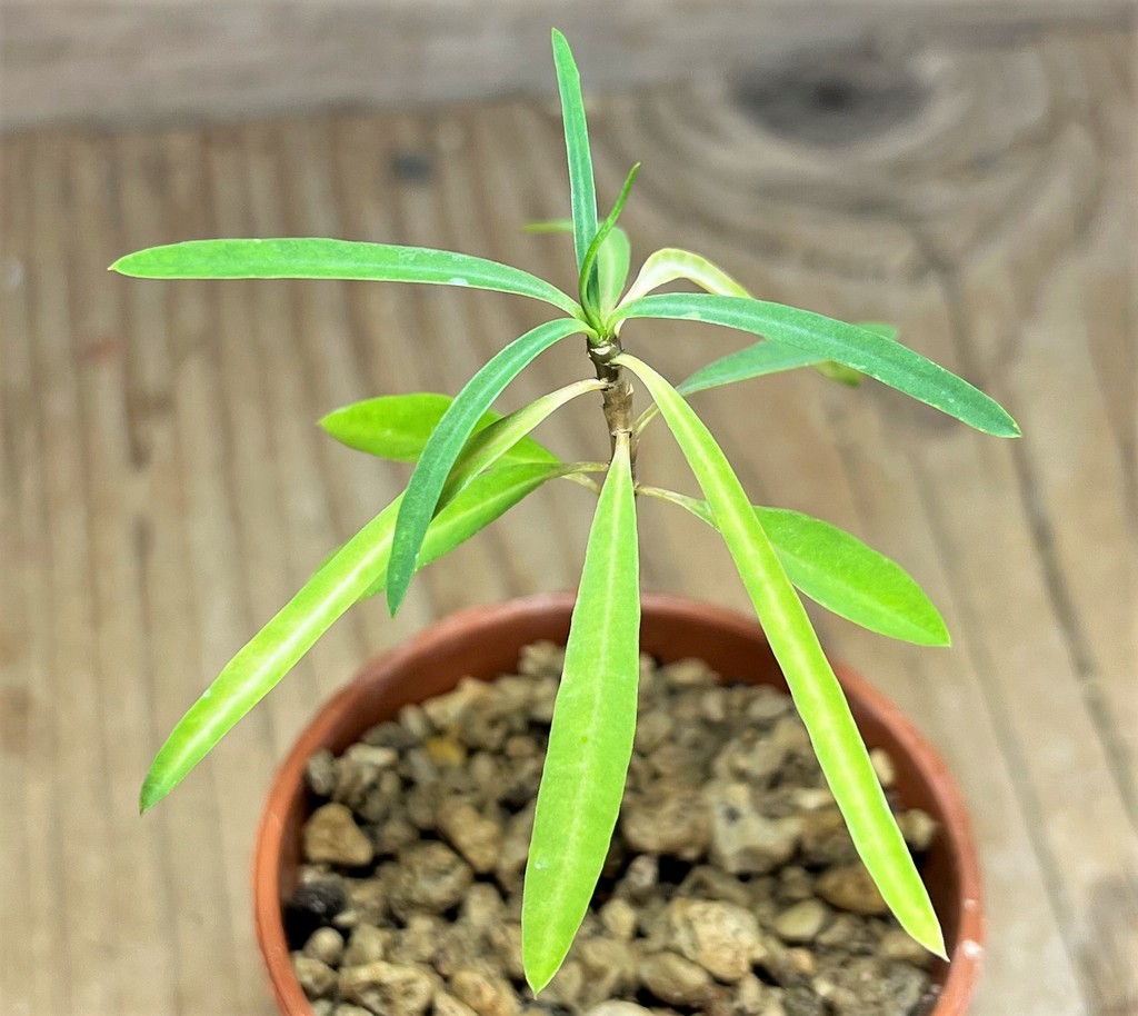 SHPR25105 Euphorbia hedyotoides - Image 2