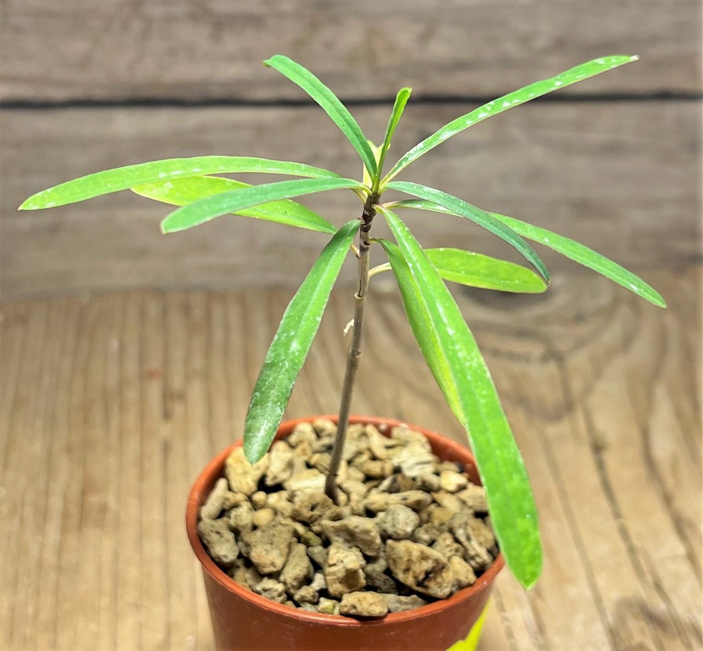 SHPR25106 Euphorbia hedyotoides - Image 2