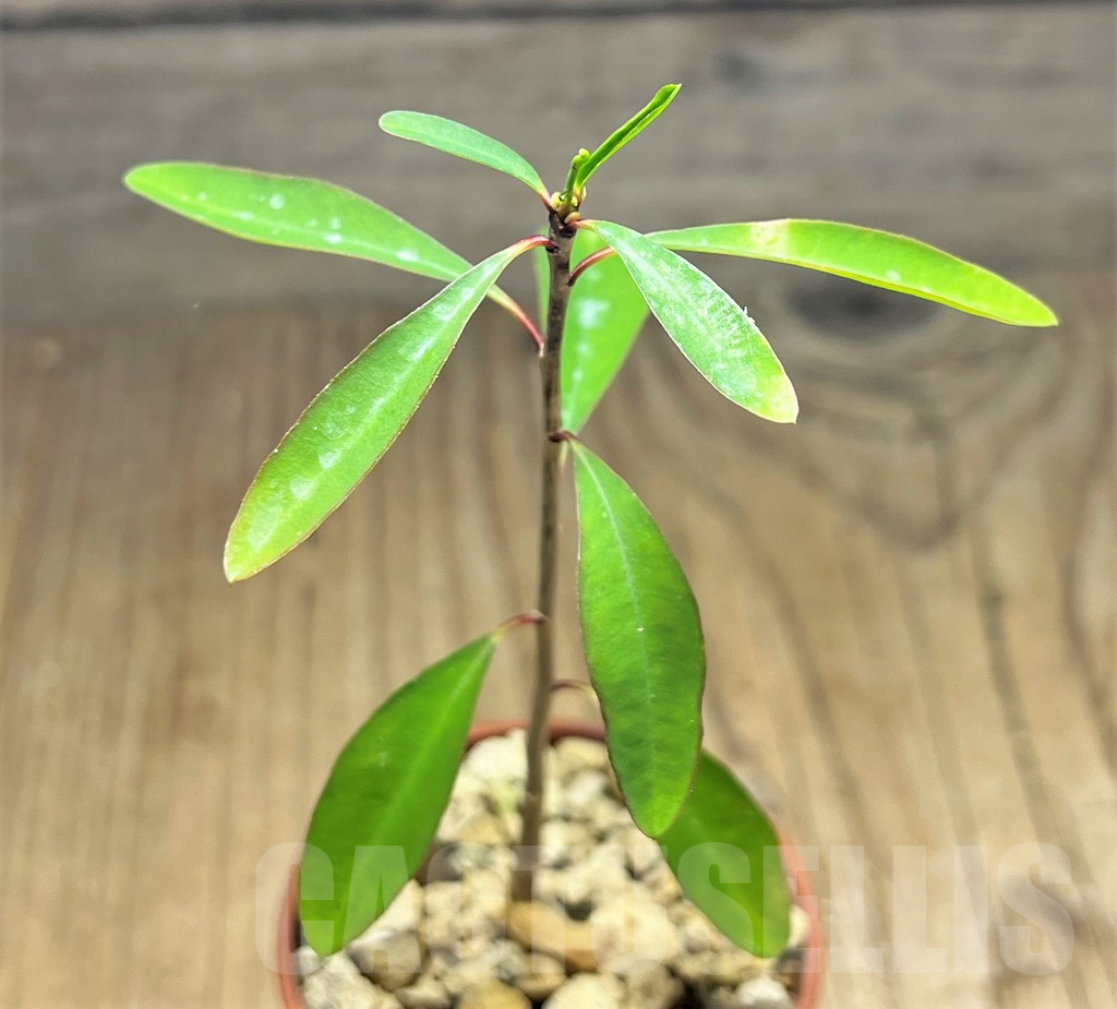 SHPR25107 Euphorbia hedyotoides