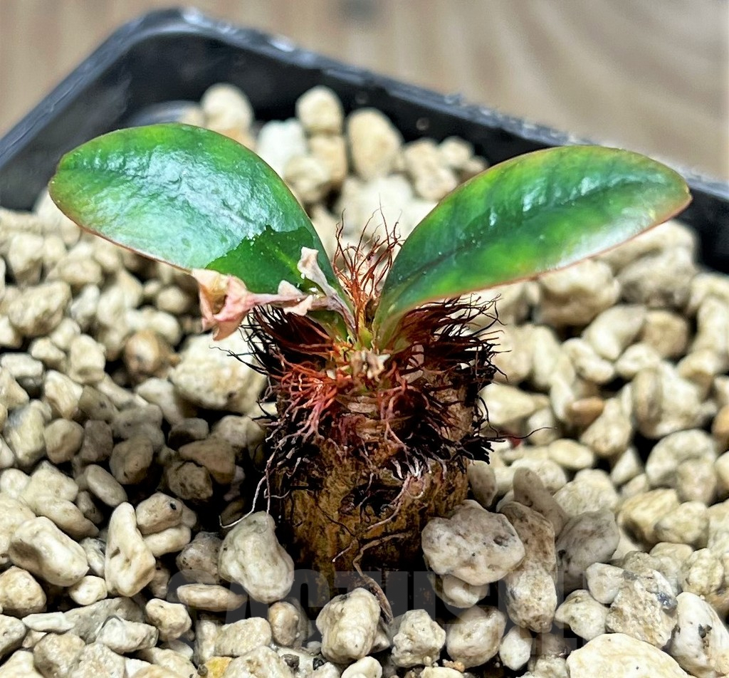 SHPR25109 Euphorbia ramena sp. nova