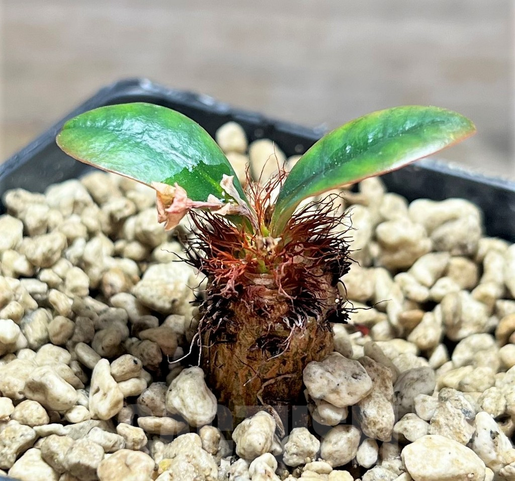 SHPR25109 Euphorbia ramena sp. nova - immagine 2