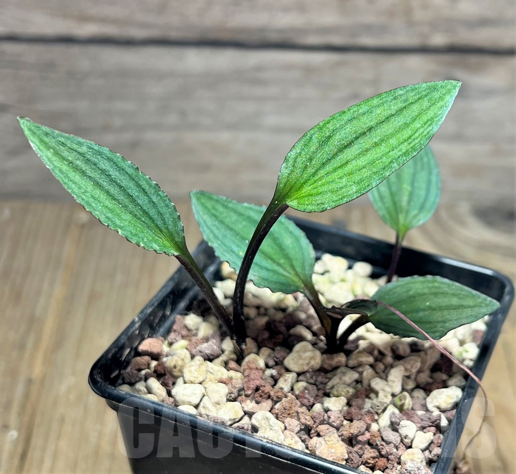 SHPR25110 Drimiopsis davidsoniae IB11059