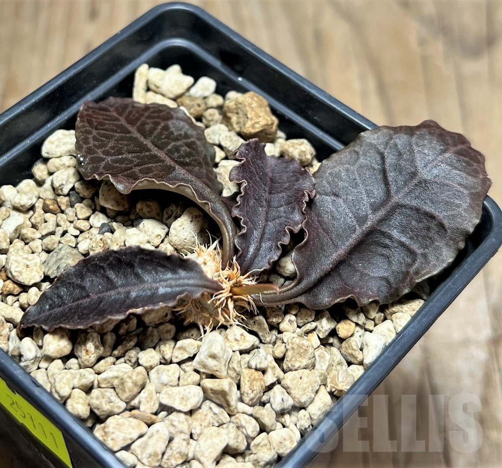 SHPR25111 Euphorbia francoisii v. crassicaulis rubrifolia Rauh74321 - immagine 2