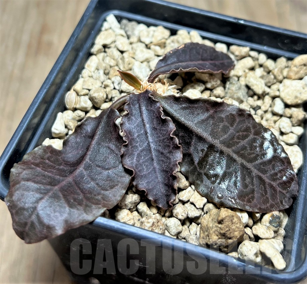 SHPR25111 Euphorbia francoisii v. crassicaulis rubrifolia Rauh74321