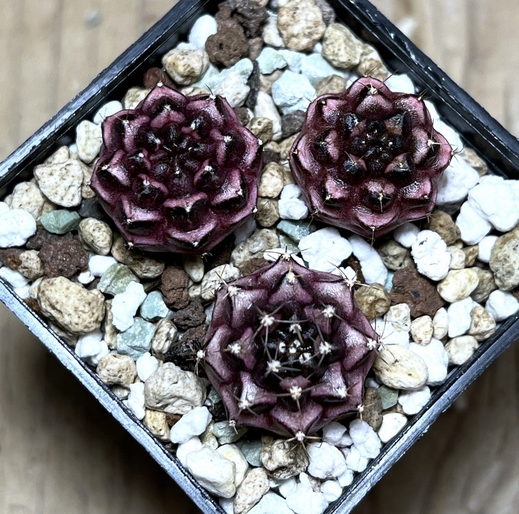 SHPR25112 Gymnocalycium mihanovichii ‘Day dream’ 3 plants, seedling - Image 2