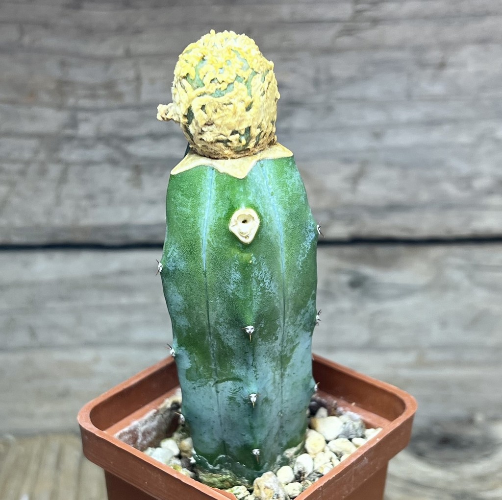 SHPR25114 Astrophytum asterias 'Superkabuto' 'Gold', grafted – Bild 2
