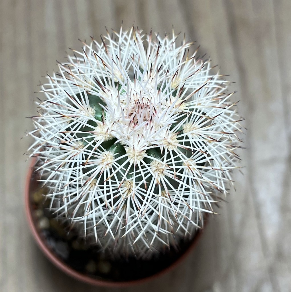 SHPR25117 Echinocereus dasyacanthus - Image 2