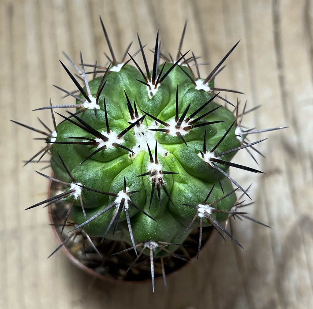 SHPR25122 Copiapoa coquimbana GCG 15027 seedling, grafted - Зображення 2