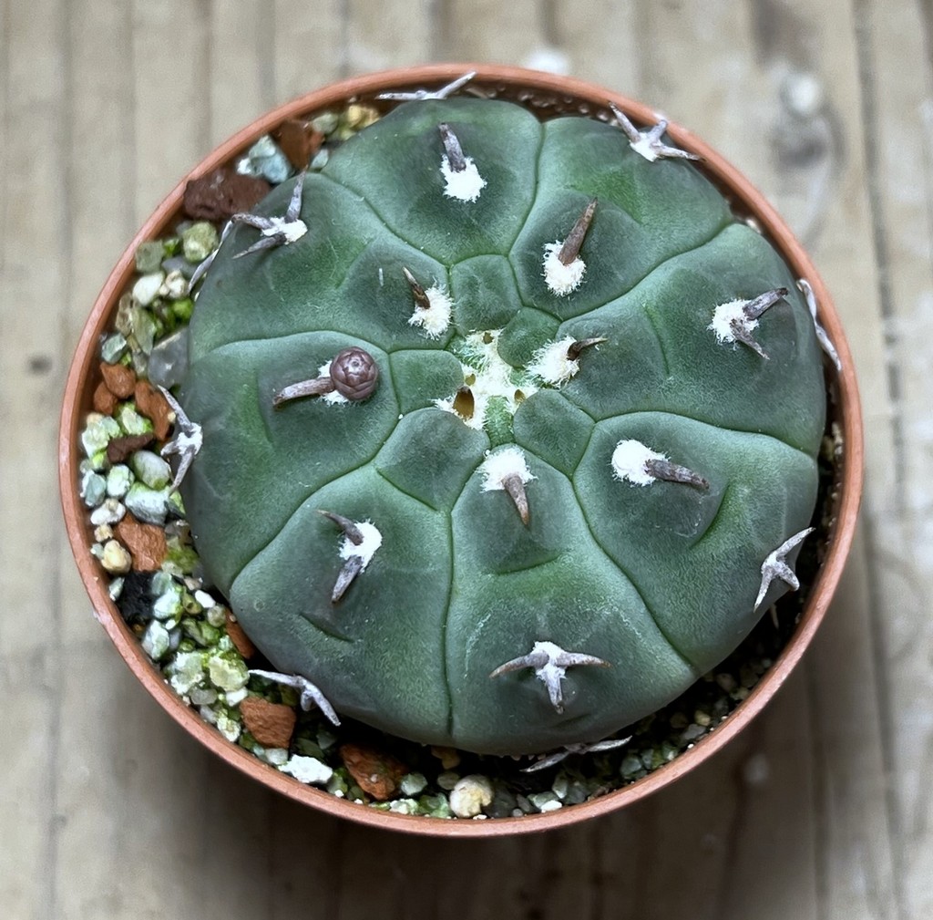 SHPR25130 Gymnocalycium vatteri v. unguispinum - Зображення 2