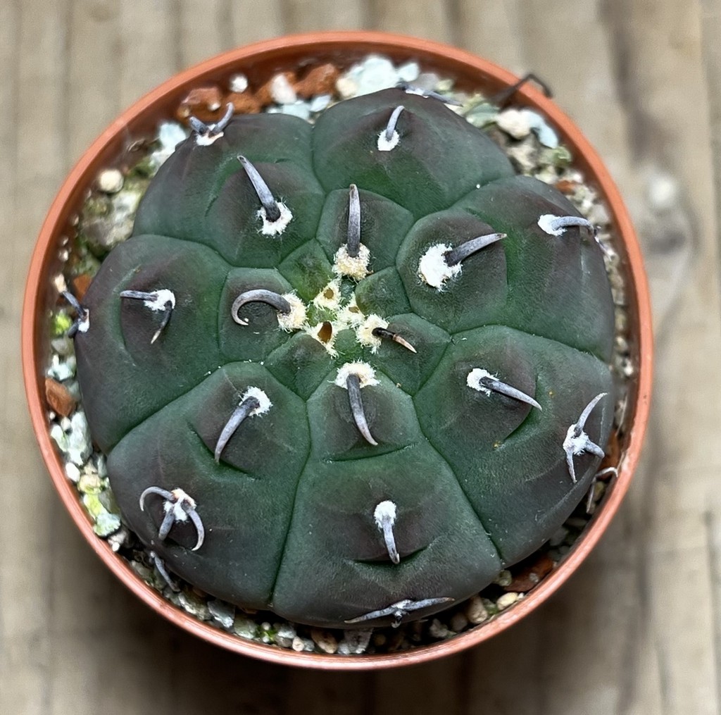 SHPR25132 Gymnocalycium vatteri v. unguispinum - Image 2