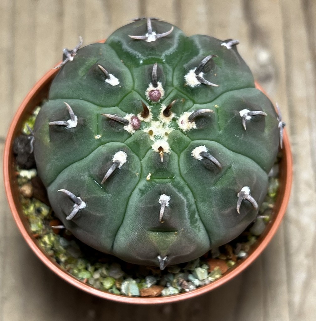 SHPR25134 Gymnocalycium vatteri v. unguispinum - Image 2