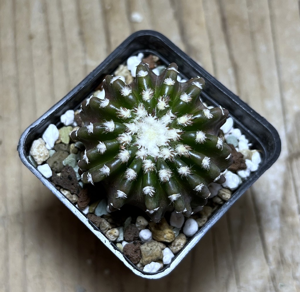 SHPR25135 Discocactus horstii - Image 2