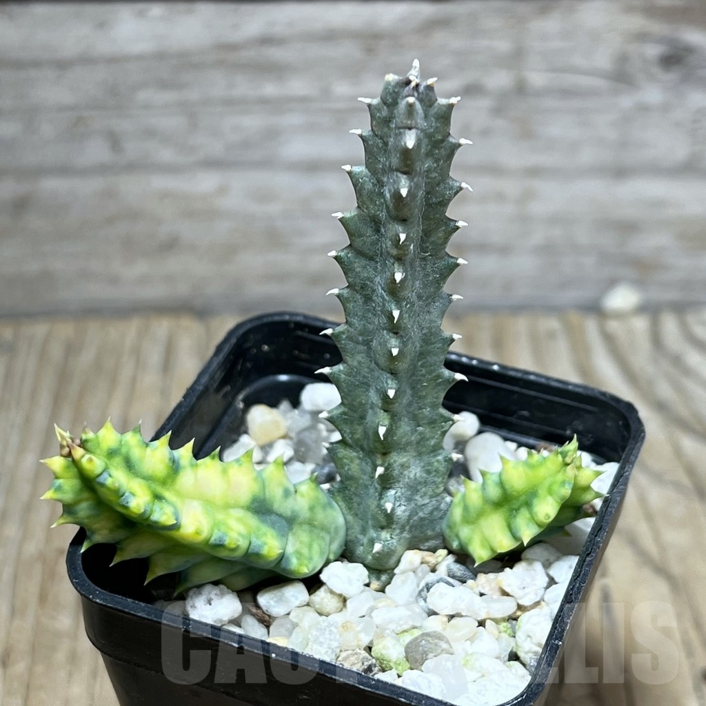 SHPR25168 Huernia zebrina f. variegata