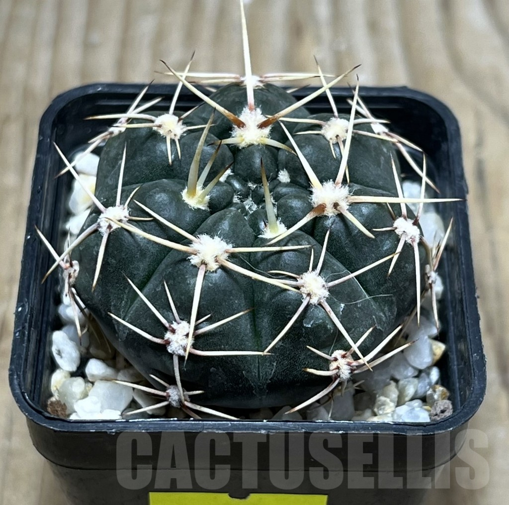 SHPR25171 Gymnocalycium kroenleinii -Samalanzon-