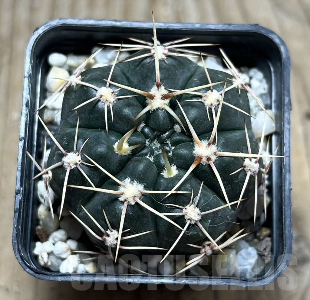 SHPR25171 Gymnocalycium kroenleinii -Samalanzon- - Image 2