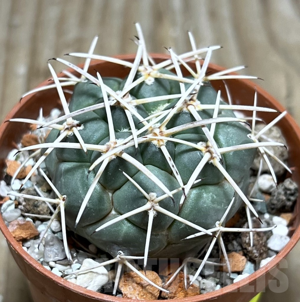 SHPR25173 Coryphantha poselgeriana