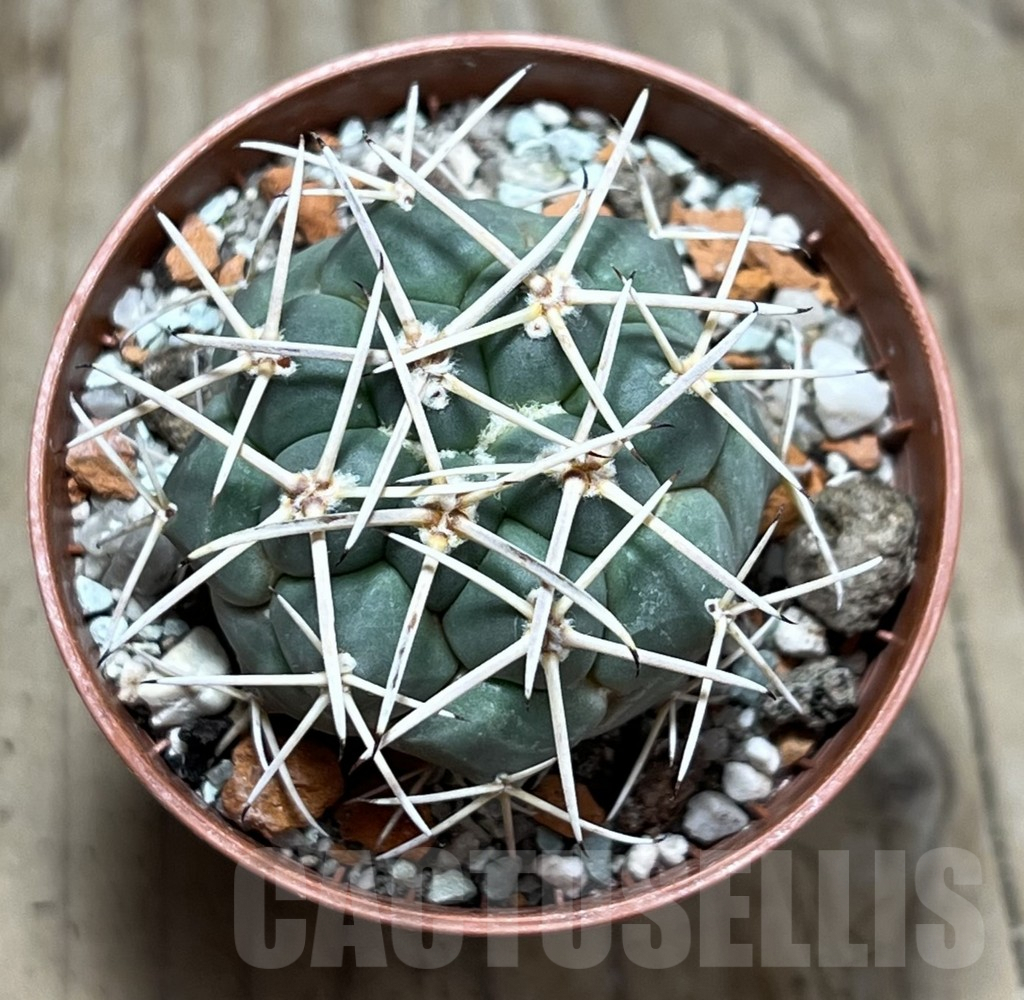 SHPR25173 Coryphantha poselgeriana - Image 2