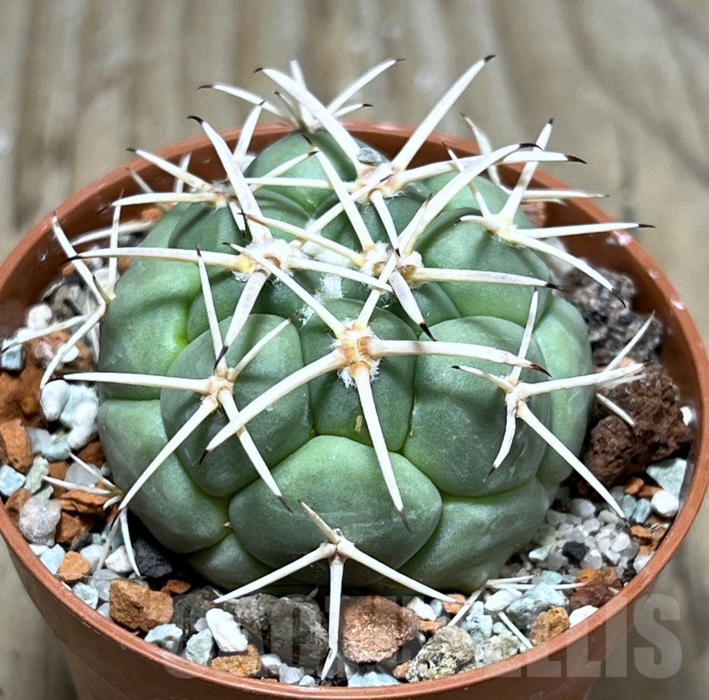 SHPR25174 Coryphantha poselgeriana