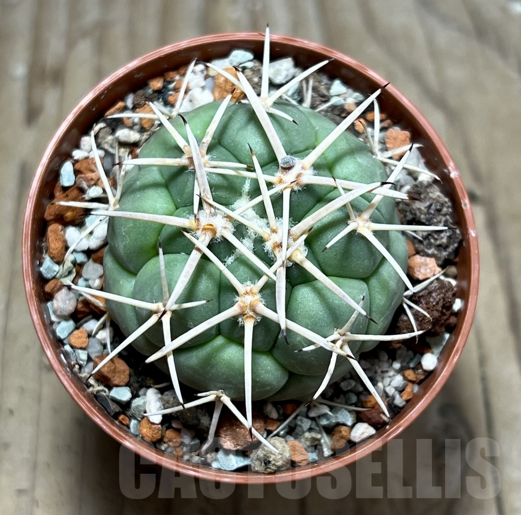 SHPR25174 Coryphantha poselgeriana - Imagen 2