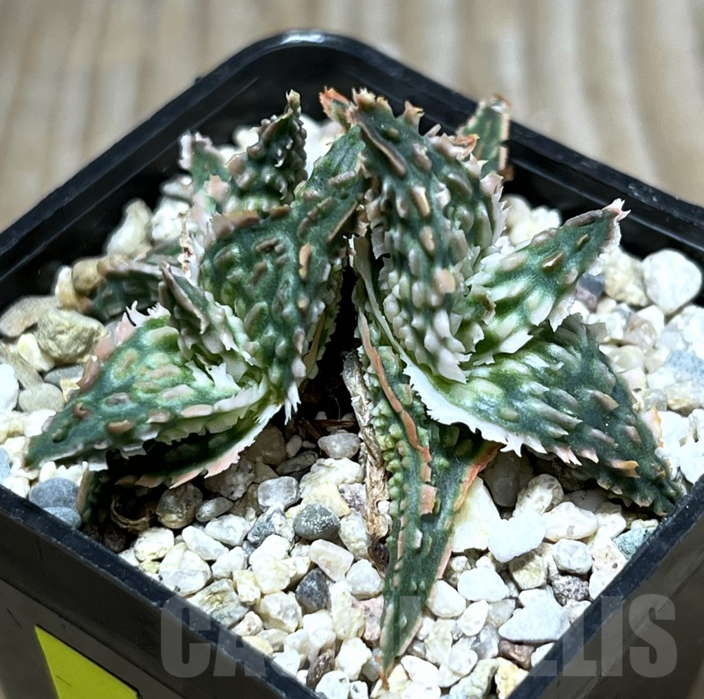 SHPR25175 Aloe TCT hybrid