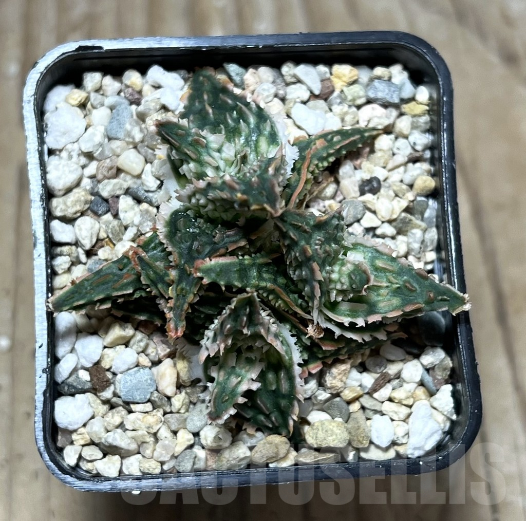 SHPR25175 Aloe TCT hybrid - Image 2