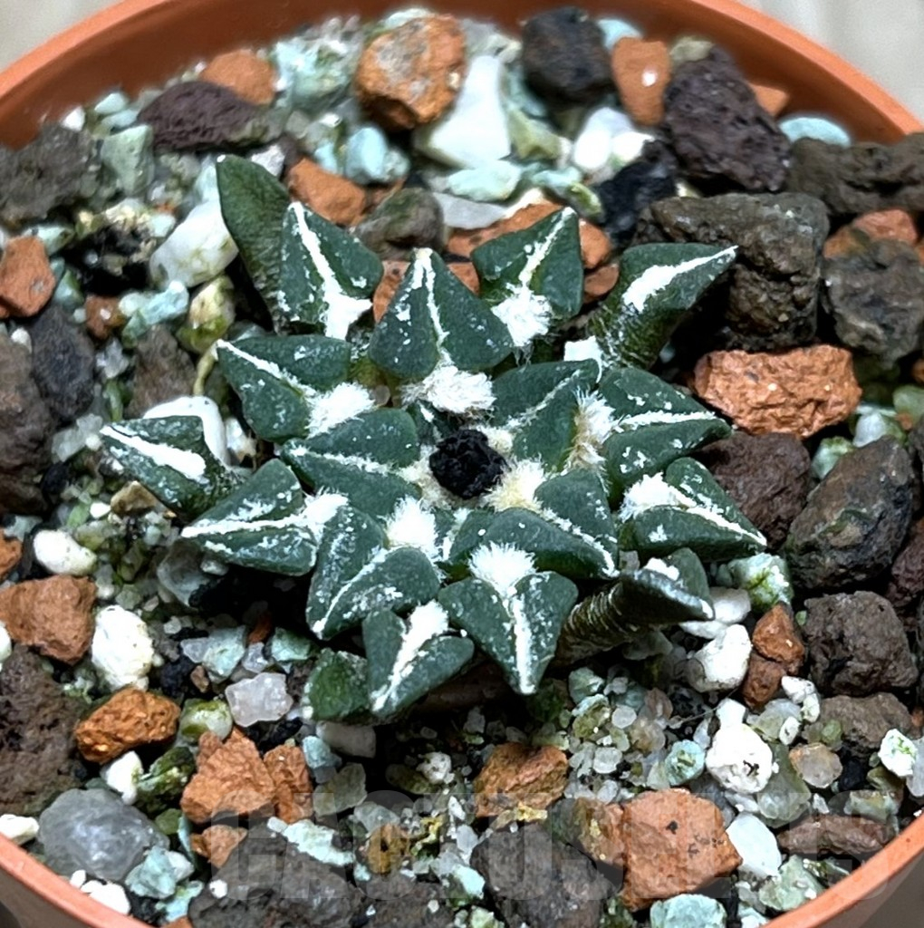 SHPR25176 Ariocarpus kotschoubeyanus v. sladkovskyi -Rio Verde-